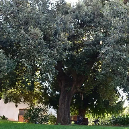 Pensión Mimosa